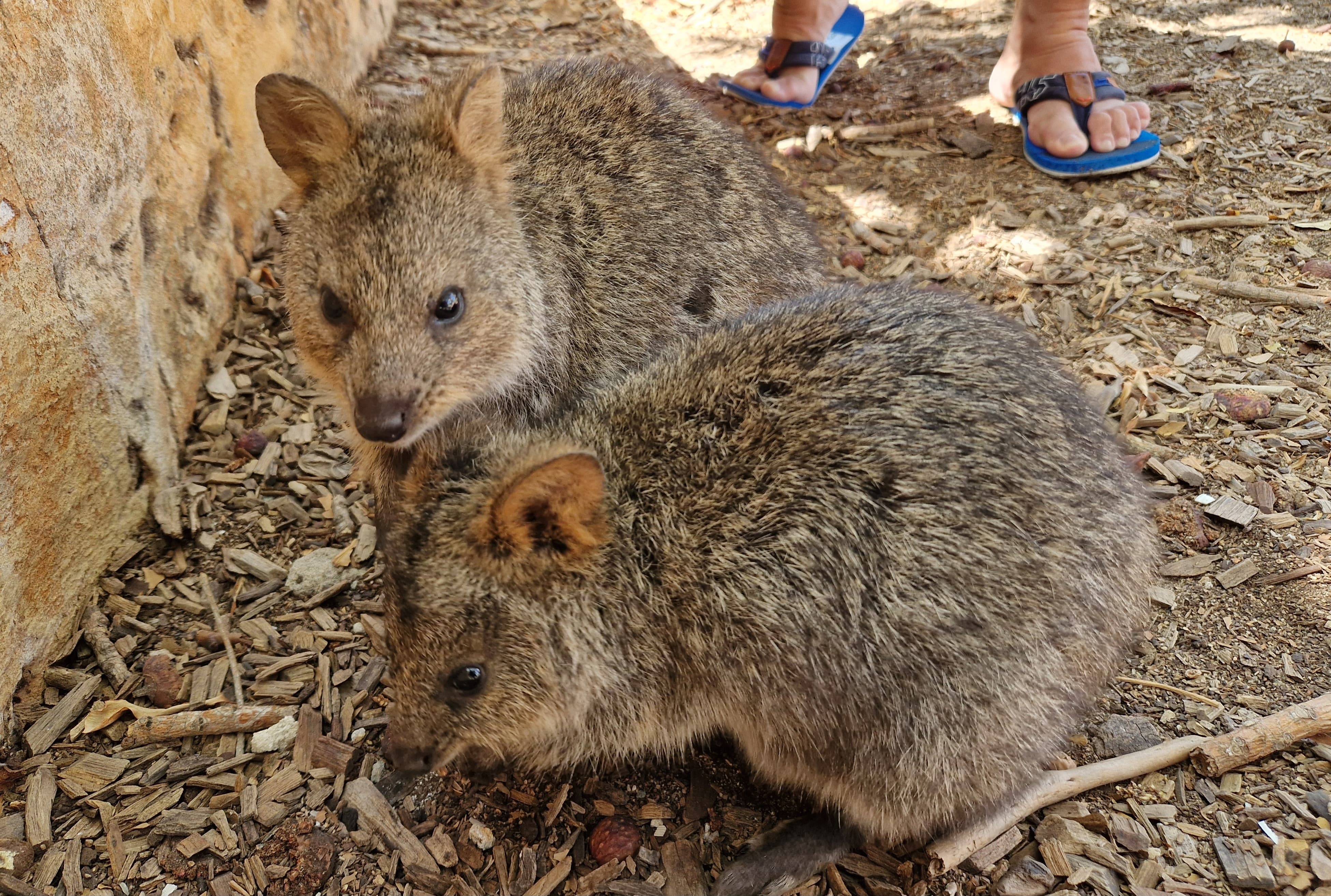 Australien 